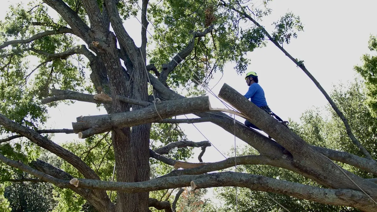 Professional Crown Thinning performed by certified arborists in Organ