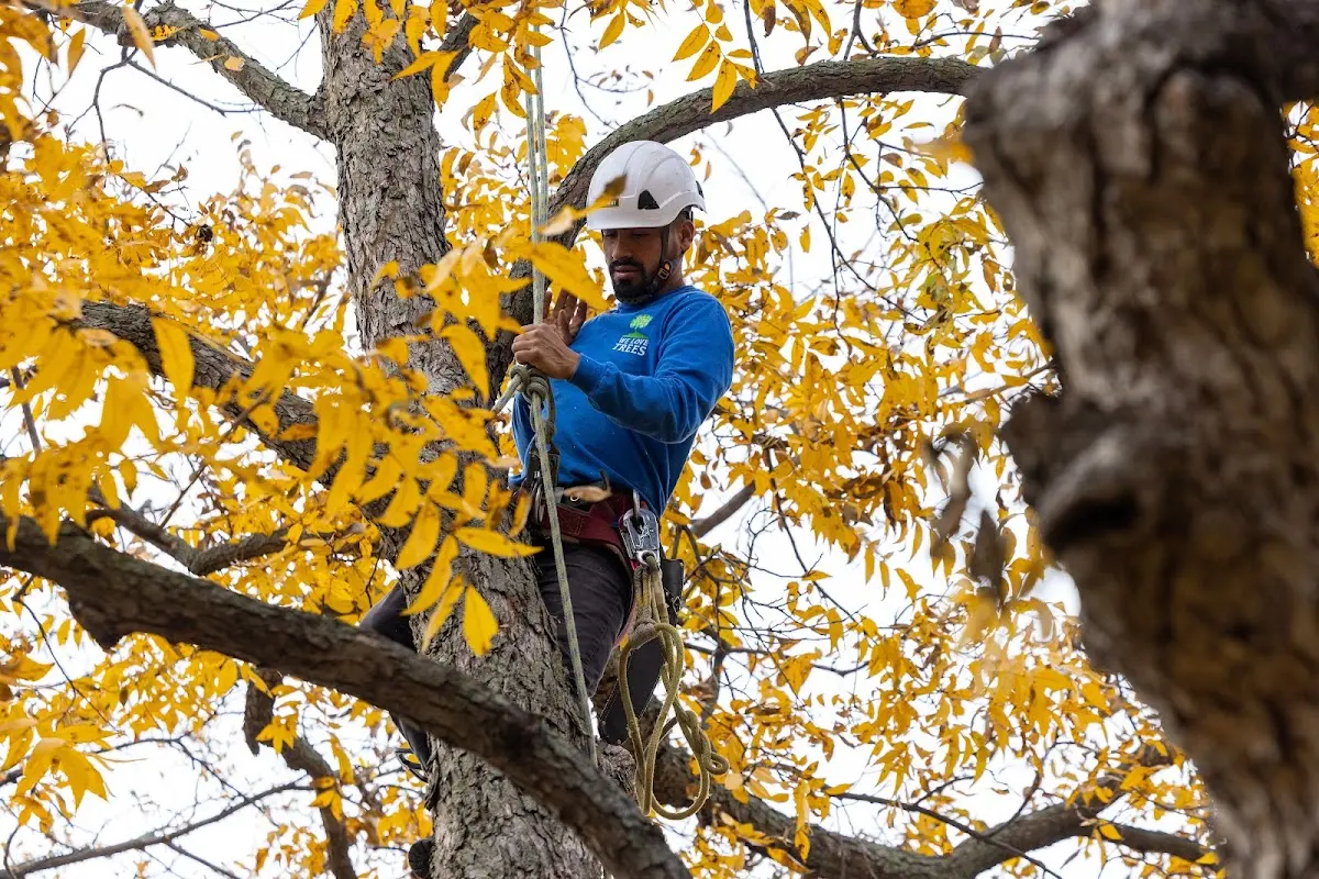 Skilled Tree Trimming crew working in Organ